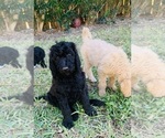 Small #11 Poodle (Standard)