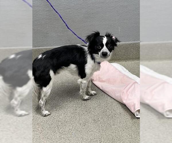 Medium Photo #1 Papillon-Unknown Mix Puppy For Sale in Las Vegas, NV, USA