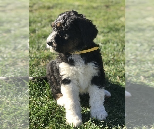 Medium Photo #19 Bernedoodle Puppy For Sale in BOWLING GREEN, KY, USA