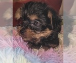Small Photo #257 Yorkshire Terrier Puppy For Sale in AKRON, OH, USA