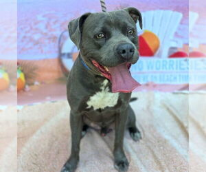 American Pit Bull Terrier Dogs for adoption in Long Beach, CA, USA