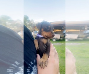 Doberman Pinscher Puppy for sale in CORRIGAN, TX, USA