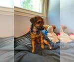 Small #1 Mutt