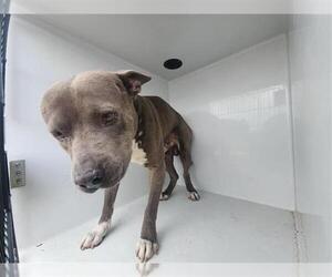 American Pit Bull Terrier-Unknown Mix Dogs for adoption in Houston, TX, USA