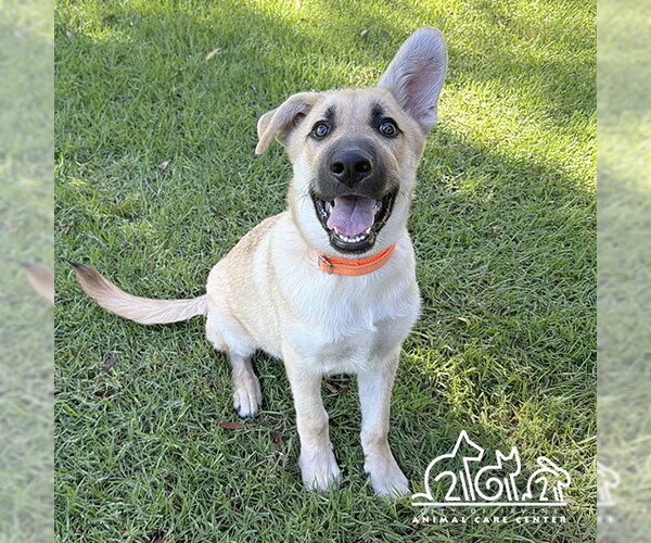 Medium Photo #1 Gerberian Shepsky Puppy For Sale in Irvine, CA, USA
