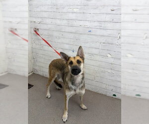 German Shepherd Dog-Unknown Mix Dogs for adoption in San Bernardino, CA, USA