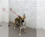 LOUISE - Female German Shepherd Dog-Unknown Mix Dog for Adoption - Small photo