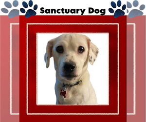 Ivy Grandma Great - Female Jack Russell Terrier-Unknown Mix Dog for Adoption - Photo #3