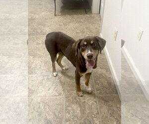 Mutt Dogs for adoption in Eastman, GA, USA