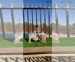 Small Photo #3 English Bulldog Puppy For Sale in ATLANTA, GA, USA