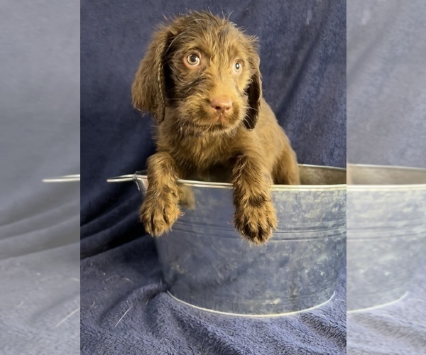 Medium Photo #2 Labradoodle Puppy For Sale in NORTH MANCHESTER, IN, USA