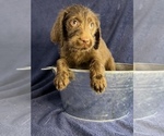 Small Photo #2 Labradoodle Puppy For Sale in NORTH MANCHESTER, IN, USA