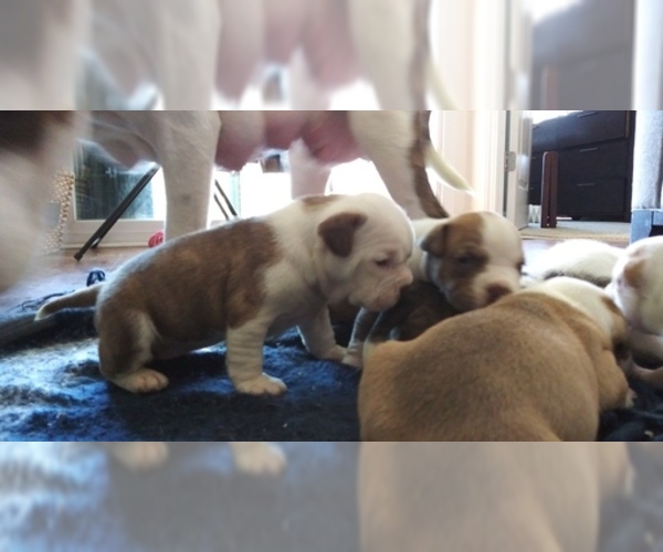Medium Photo #15 American Staffordshire Terrier-Olde English Bulldogge Mix Puppy For Sale in CHARLOTTE, NC, USA