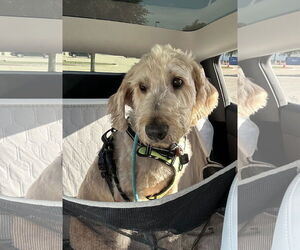 Golden Retriever-Unknown Mix Dogs for adoption in Denton, TX, USA