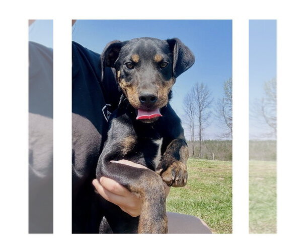 Medium Photo #8 Mutt Puppy For Sale in Mooresville, NC, USA