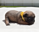 Small #3 Pug