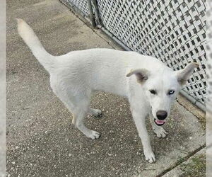 German Shepherd Dog-Unknown Mix Dogs for adoption in San Antonio, TX, USA