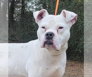 American Bulldog-Unknown Mix Dogs for adoption in Wetumpka, AL, USA