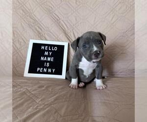 Mutt Dogs for adoption in Camarillo, CA, USA