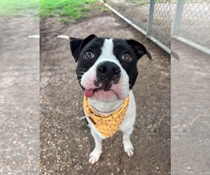 Mutt Dogs for adoption in Dumont, NJ, USA