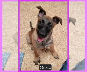 Mutt Dogs for adoption in Granbury, TX, USA