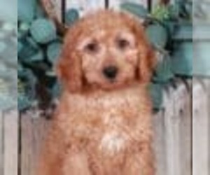 Goldendoodle (Miniature) Puppy for sale in MOUNT VERNON, OH, USA