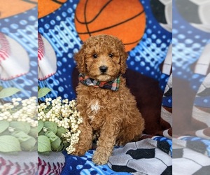Poodle (Miniature) Puppy for sale in RISING SUN, MD, USA