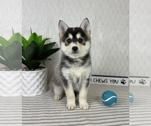 Pomsky Puppy for sale in GREENFIELD, IN, USA