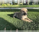 Puppy Koda YELLOW German Shepherd Dog-Great Dane Mix