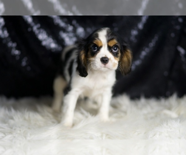 Medium Photo #5 Cavalier King Charles Spaniel Puppy For Sale in WARSAW, IN, USA