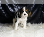 Small #4 Cavalier King Charles Spaniel