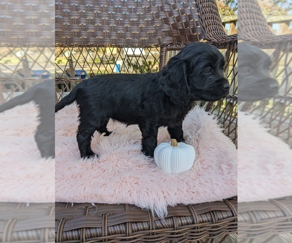 Medium Photo #3 Cock-A-Poo Puppy For Sale in SALEM, MO, USA