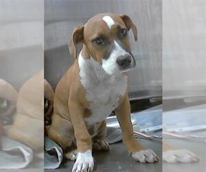 American Pit Bull Terrier-Unknown Mix Dogs for adoption in Fayetteville, NC, USA