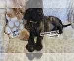 Image preview for Ad Listing. Nickname: Akc mastiff