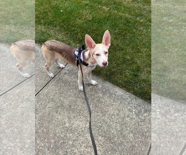 Medium Photo #7 Siberian Husky-Unknown Mix Puppy For Sale in Germantown, OH, USA