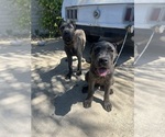 Small Cane Corso