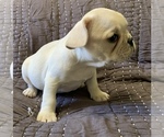 Small Photo #14 French Bulldog Puppy For Sale in ATL, GA, USA