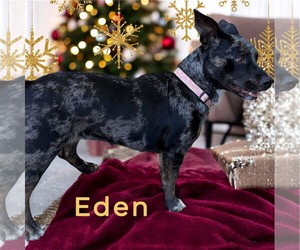 Medium Photo #2 Dachsahoula Puppy For Sale in Oakhurst, NJ, USA