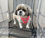 Small #1 Shih Tzu