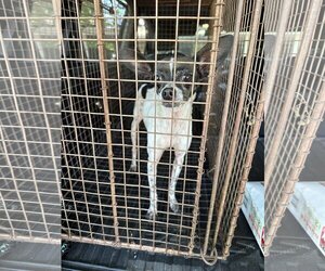 Rat-Cha Dogs for adoption in Riesel, TX, USA