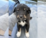 Puppy Coal Australian Shepherd