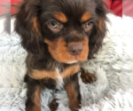 Puppy Murphy Cavalier King Charles Spaniel
