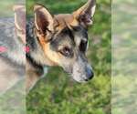 Small #4 German Shepherd Dog Mix