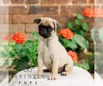 Small #2 Pug