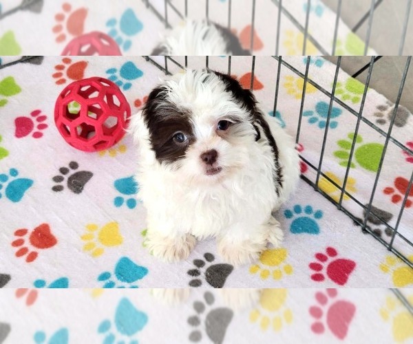 Medium Photo #15 ShihPoo Puppy For Sale in ORO VALLEY, AZ, USA