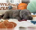 Puppy Joni Labrador Retriever