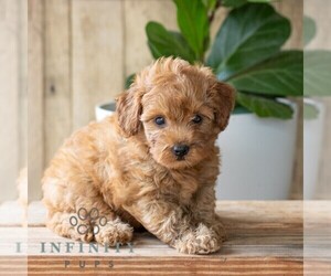 Goldendoodle (Miniature) Puppy for sale in NARVON, PA, USA