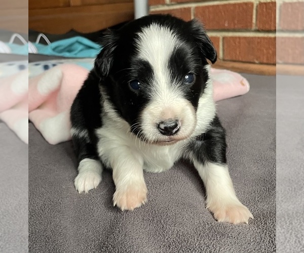 Medium Photo #1 Border Collie-Papillon Mix Puppy For Sale in CULPEPER, VA, USA