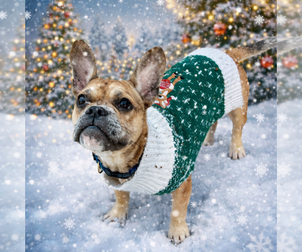 Medium Photo #2 Faux Frenchbo Bulldog Puppy For Sale in Euless, TX, USA