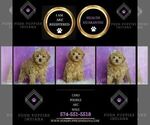 Small Photo #79 Poodle (Miniature) Puppy For Sale in WARSAW, IN, USA